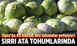 Ilgaz’da yetişen dev lahanaların sırrı ata tohumunda!