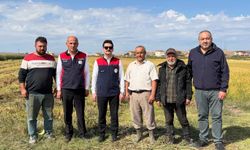 Kızılırmak’ta çeltik hasadı başladı