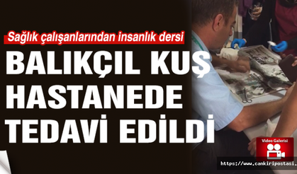 Çankırı'da balıkçıl kuş hastanede tedavi edildi