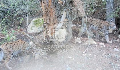 Çankırı ormanlarında nesli tükenmekte olan vaşak görüntülendi