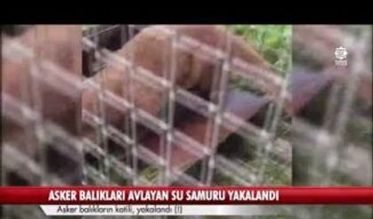 Asker balıkların katili, yakalandı (!)
