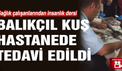 Çankırı'da balıkçıl kuş hastanede tedavi edildi