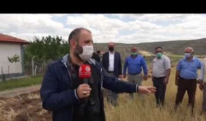 Çankırı'da kuraklık nedeniyle erken hasat yapıldı!