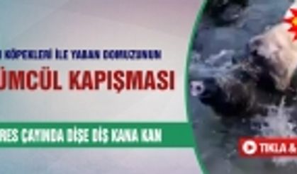 Çoban köpekleri ile yaban domuzunun ölümcül kapışması