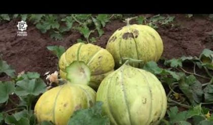 Kızılırmak kavunu görücüye çıktı.