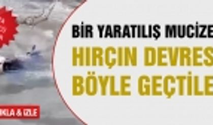 Usta yüzücü İnekler hırçın Devres'i böyle geçti!