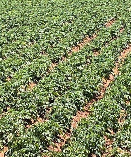 Türk girişimcilerden Sahra Çölü’nde tarım projesi