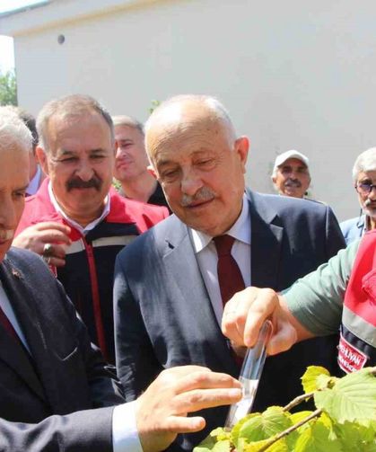 İstilacı kokarcaya karşı samuray arısı umudu