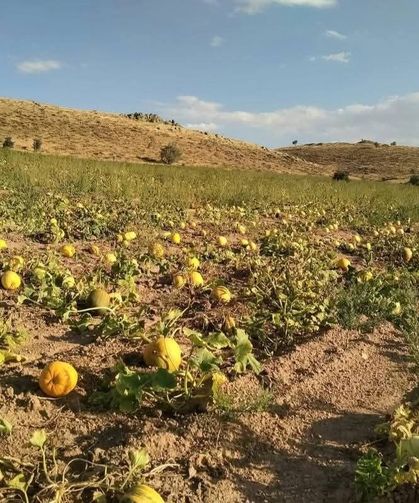 Kabak üreticileri, yağış olmadığı için dertli