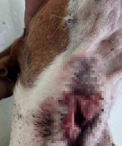 Yaban domuzları köpekleri hedef aldı
