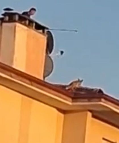 Bolu’da ilginç anlar: Apartman çatısına tilki çıktı