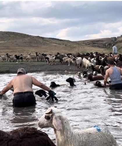 Kars’ta sıcakla mücadele: Sıcaktan etkilenen koyunları derede serinlettiler
