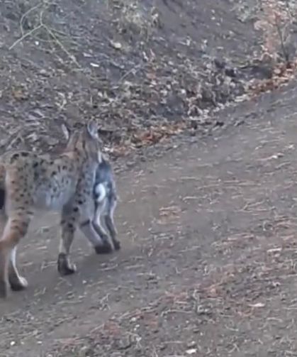 Çankırı'da avını taşıyan vaşak kamerada