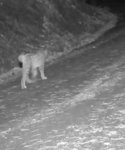Çankırı’da Kar Altındaki Yaban Hayatı Fotokapanlara Yansıdı