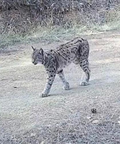 Çankırı'da yaralı kurt ve vaşak fotokapanda