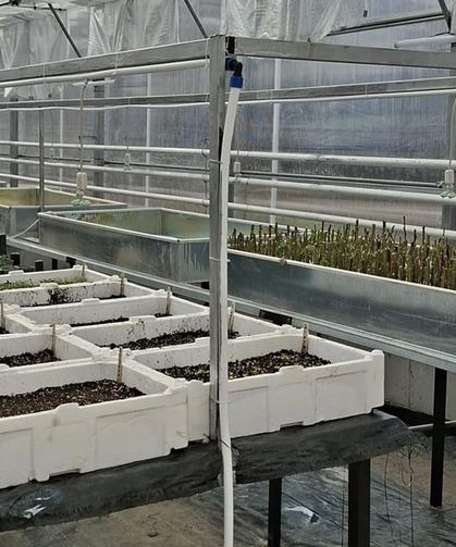 Çankırı Şehit Mehmet Ata Tarım Lisesi'nde Akıllı Serada İlk Üretim Başladı