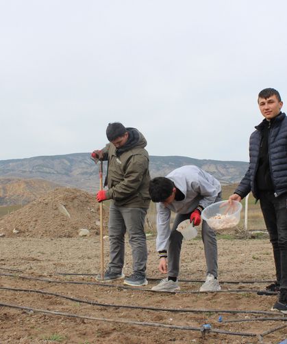 Çankırı’da Tarım Lisesi Öğrencileri 550 Metrekarede Sarımsak Ekti