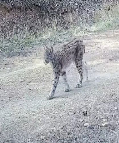Çankırı'da 'Ormanın hayaleti' vaşak görüntülendi
