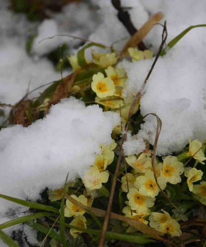 Ilgaz Dağı’nda Yağan Kar, Açan Çiçekleri Beyaza Bürüdü