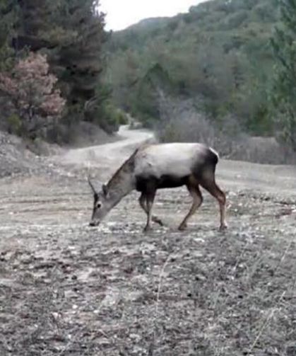 Çankırı Ormanlarında Yaban Hayatı Fotokapanlara Yansıdı