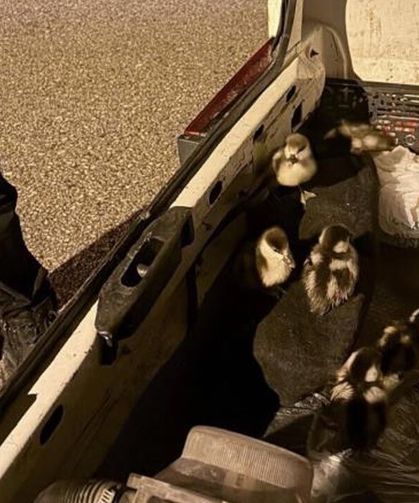Çankırı'da selden etkilenen ördekler koruma altına alındı