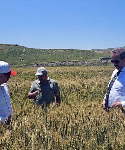 Çankırı’da tarımda hasat öncesi hazırlıklar sürüyor