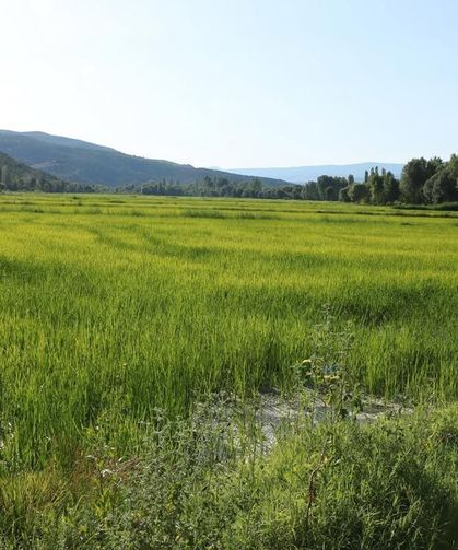 Ilgaz’da bereket zamanı: Sarıkılçık çeltiğinde hasat heyecanı