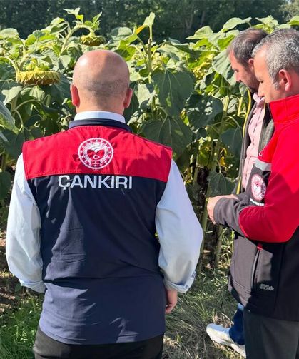 Çankırı’da yağlık ayçiçeği üretimi için Çorum’a teknik ziyaret