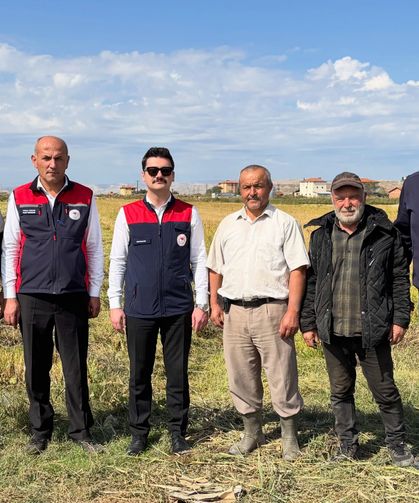 Kızılırmak’ta çeltik hasadı başladı