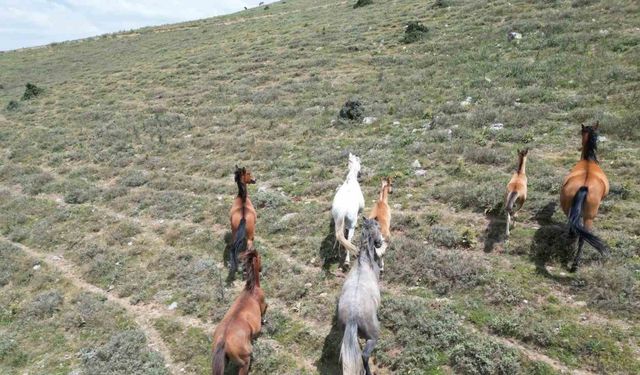 Sıcak yaz günlerinde yiyecek arayan yılkı atları havadan görüntülendi
