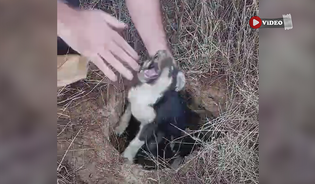 Çankırı’da mahsur kalan köpeği müftülük çalışanı kurtardı