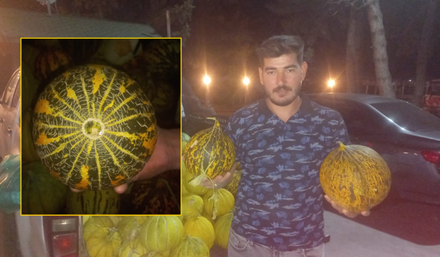 Çankırı’nın ata tohumu “altı mühürlü” kavun