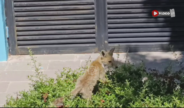 Çankırı’da  aç kalan tilki güpegündüz Uluyazı’ya indi!