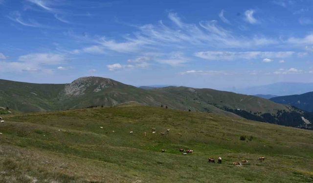 Çankırı'nın yüce dağın da yaylalar, güzelliği ile mest ediyor