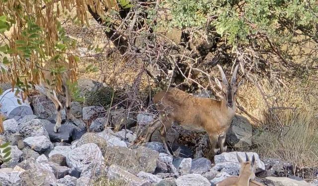 Dağ keçileri sürü halinde Harput’ta görüntülendi