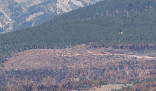 Çankırı'da yangın bölgesinde saha temizliği başladı