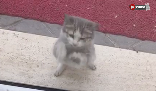 Çankırı’da acıkan kedi tavukçu dükkânın camına pati attı