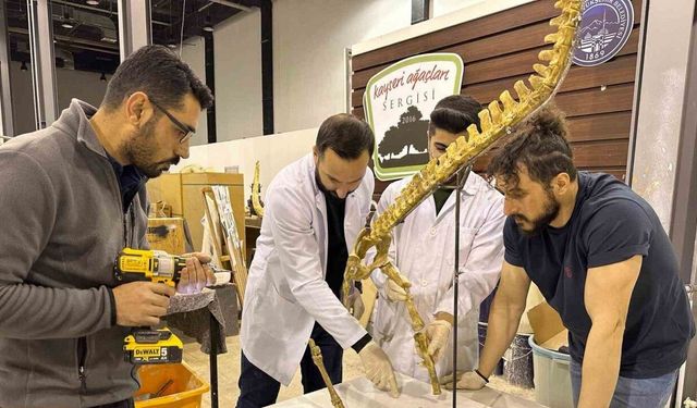 7,5 milyon yıllık fosil kazıları dünya paleontoloji tarihine ışık tutuyor