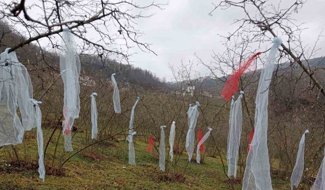 ‘Müslüman çam ağacı süsleme’ deyip, fındık bahçesini süsledi