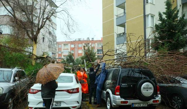 Şiddetli rüzgarın ortadan ikiye ayırdığı ağaç 3 aracın üzerine devrildi