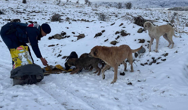 Kurşunlu’da sokak hayvanları unutulmadı