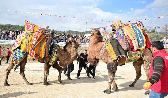 Kumluca’da Geleneksel Deve Gösterisi nefes kesti