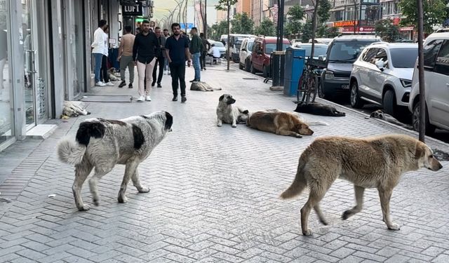 ASAYİŞ