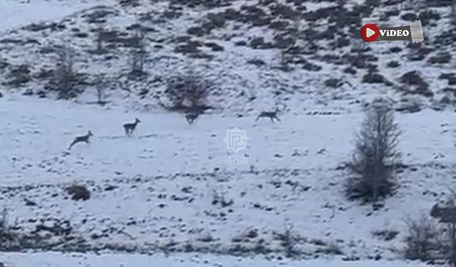 Çankırı’da karacalar kameraya yakalandı