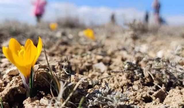 Bahar’ın habercisi kardelenler erken çiçek açtı