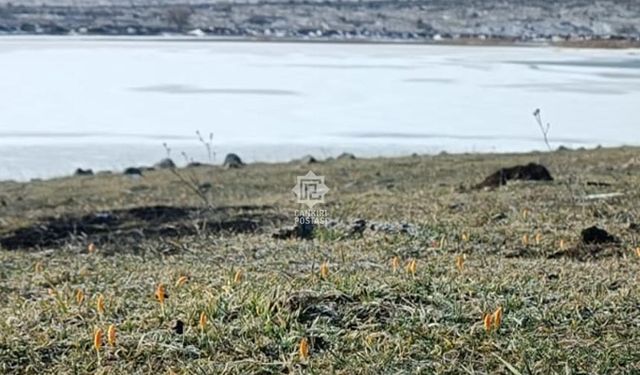 Çankırı'da gölet buz tuttu, etrafında çiğdemler açtı