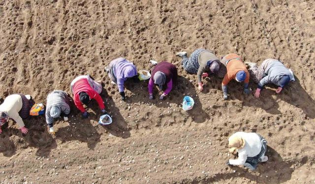 35 yıldır sarımsak tarlalarında çalışan kadın: "Düğüne gider gibi sarımsak tarlasına geliyorum"