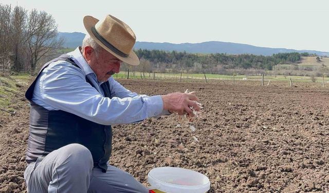 77 yaşındaki çiftçi gençlere taş çıkartıyor: Taşköprü sarımsağıyla geçimini sağlıyor