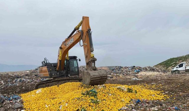 Pestisit tespit edilen Dubai’ye ihraç edilecek 71 ton limon imha edildi