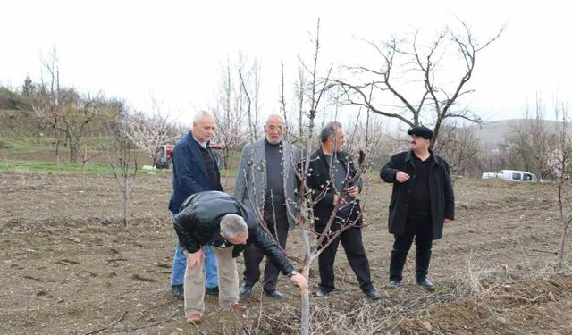 Aç kalan tavşanlar fidanları kemirdi